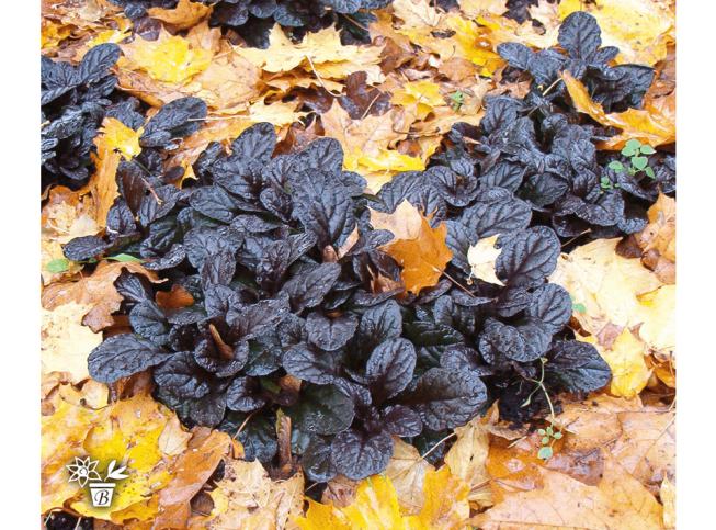 Ajuga reptans   'Braunherz'